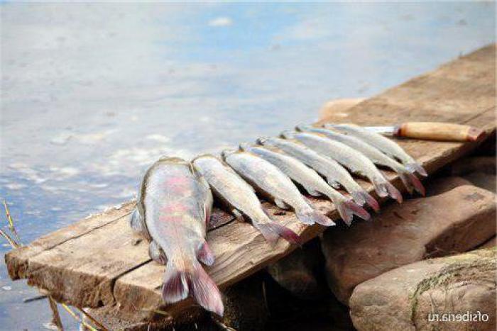 Рыбалка на Лене. Какая рыба водится в реке Лене? Рыбные места на Лене