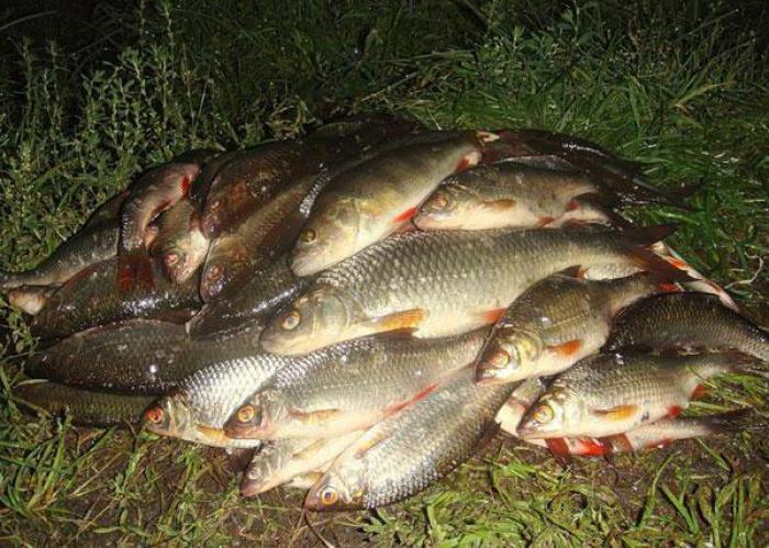 Рыбалка в Могилеве: прогноз клева и удачные места для ловли