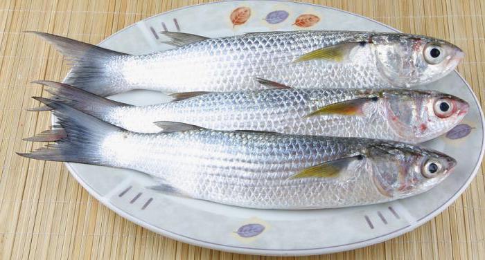 Рыбалка на Азовском море: особенности, интересные факты и рекомендации