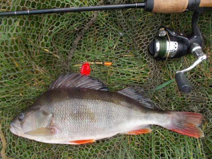 Спиннинговая снасть для ловли рыбы: обзор лучших 