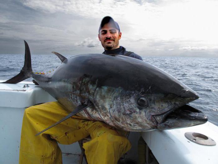 Ловля тунца: особенности рыбалки в открытом море
