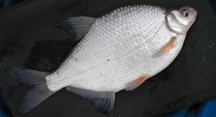 Рыба густера: фото, описание, где водится и на что ловить